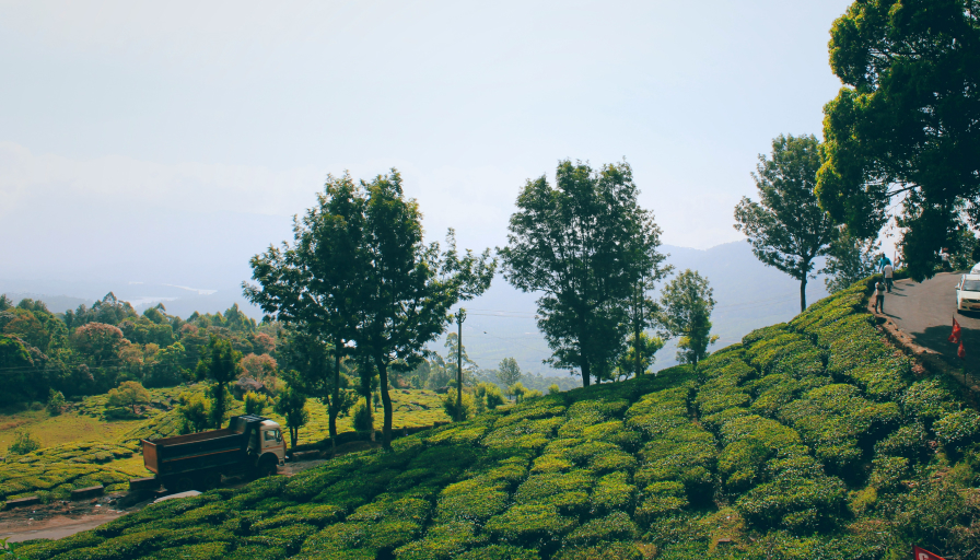 Tranquil Trails