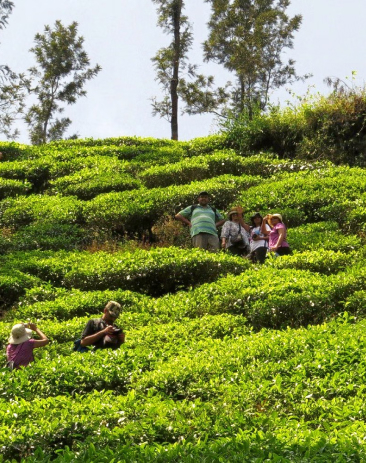 Coffee Plantations