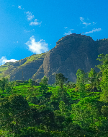 Tea Plantations