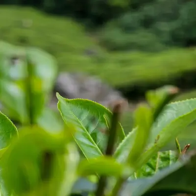 Tea Plant